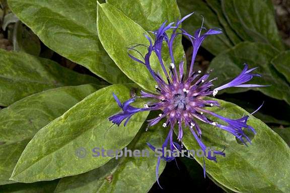 centaurea montana 1 graphic